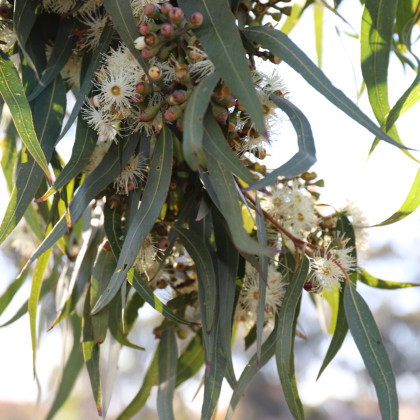 Eukalyptus Lemon Bush - Eucalyptus gunnii - semená eukalyptu - 10 ks