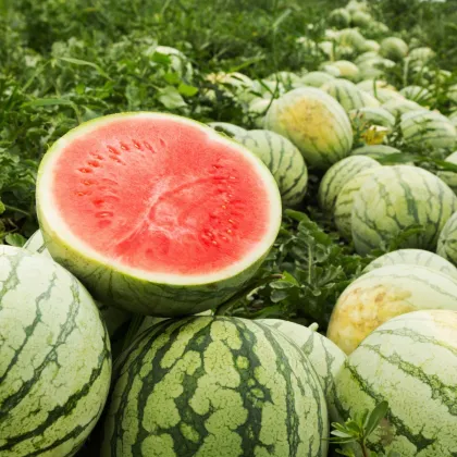 Melón vodný Tigrimini F1 - Citrullus lanatus - semená melónu - 5 ks