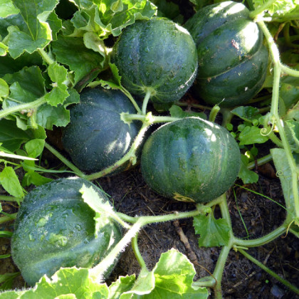 Melón cukrový Petit Gris de Rennes - Cucumis melo - semená melónu - 10 ks