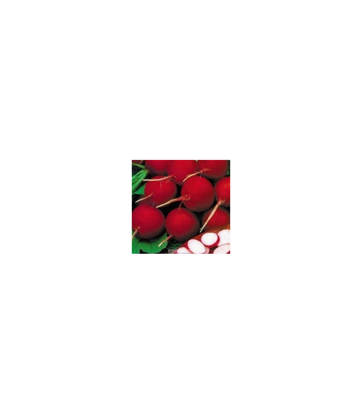Reďkovka červená skorá - Reďkovka červená skorá - predaj semien reďkovky - 0,5 grredaj semien reďkovky - 0,5 gr