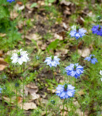 BIO Černucha damašská - Nigella damascena - bio semená černuchy - 50 ks