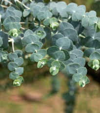 Eukalyptus Baby Blue - Blahovičník - Eukalyptus pulverulenta - semená eukalyptu - 8 ks