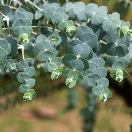 Eukalyptus Baby Blue - Blahovičník - Eukalyptus pulverulenta - semená eukalyptu - 8 ks