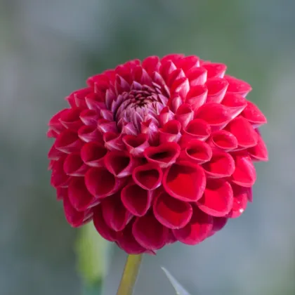 Georgína Glow - Dahlia - hľuzy georgíny - 1 ks