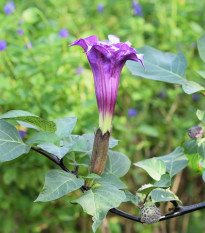 Durman metelový Double Purple - Datura metel - semená durmanu - 5 ks