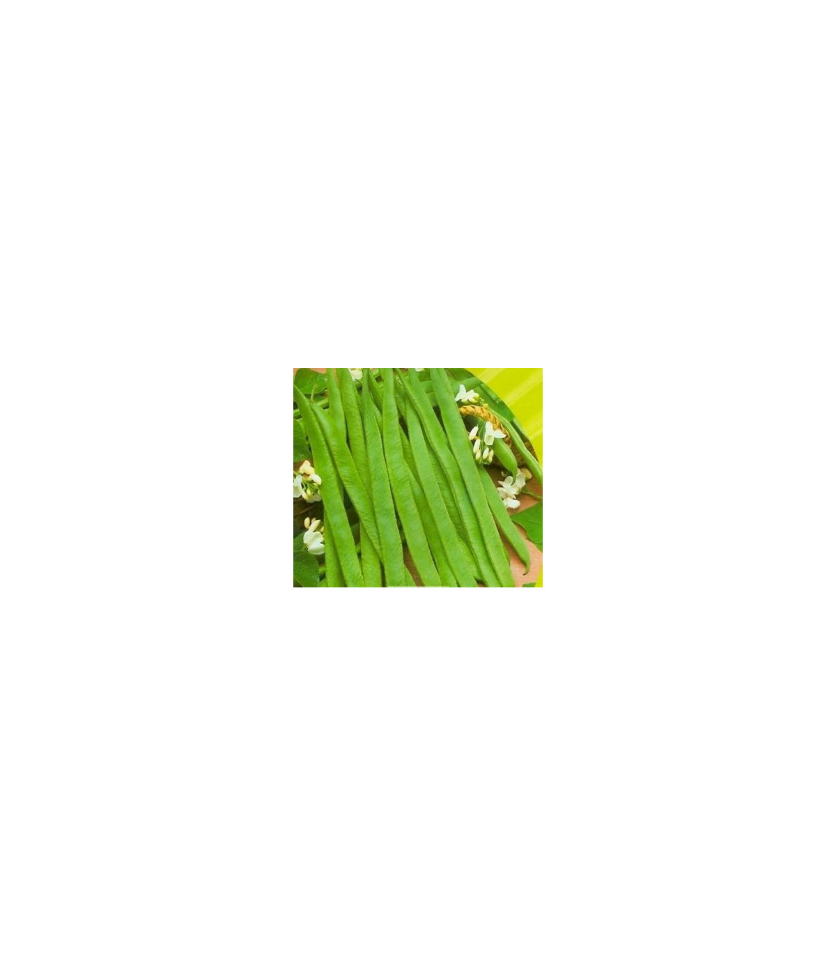 Fazuľa kolíková biela - Phaseolus vulgaris - semená fazule - 2 g
