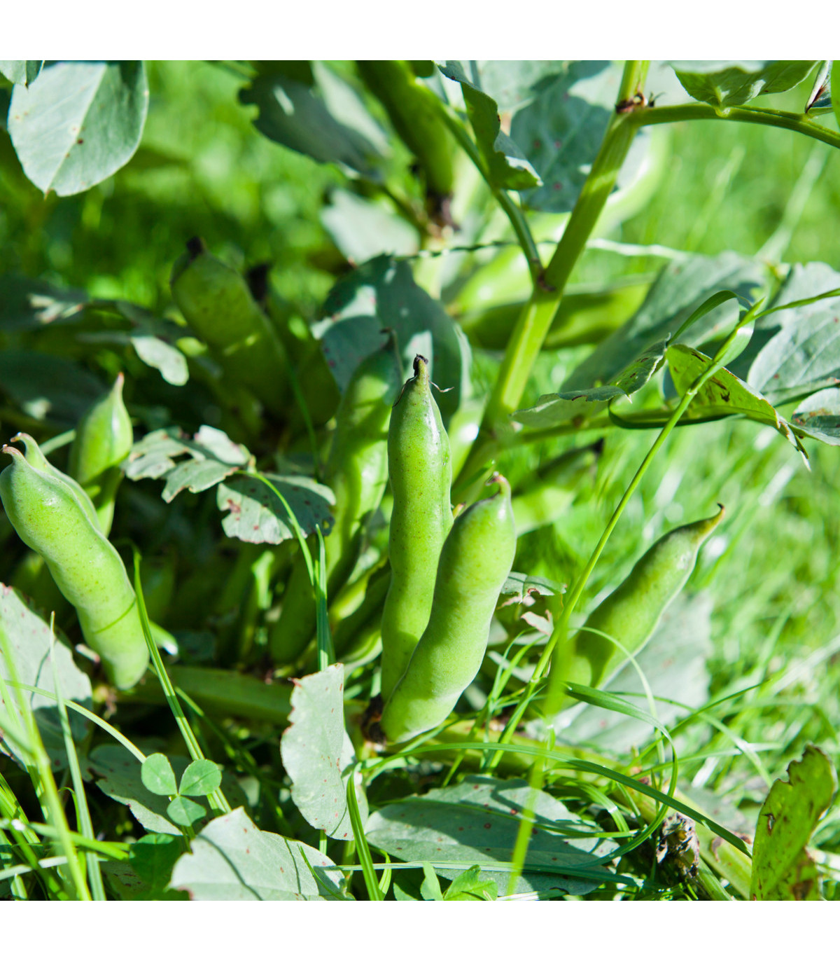 Bôb záhradný - Vicia faba - semená bôbu - 15 ks