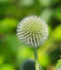 Bielotŕň guľatohlavý - Echinops sphaerocephalus - predaj semien - 6 ks