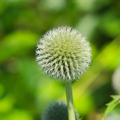 Bielotŕň guľatohlavý - Echinops sphaerocephalus - predaj semien - 6 ks