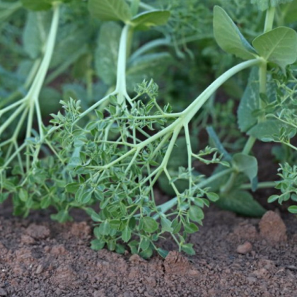 Hrach kučeravý Akacia - Pisum sativum - semená hrachu - 30 ks