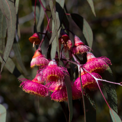 Eukalyptus caesia Magna - Blahovičník - Eucalyptus caesia - semená eukalyptu - 10 ks