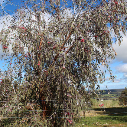 Eukalyptus caesia Magna - Eucalyptus caesia - semená eukalyptu - 10 ks