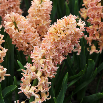 Hyacint Odyseus - Hyacinthus - cibuľa hyacintu - 1 ks