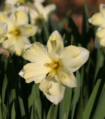 Narcis Cassata - Narcissus - cibuľa narcisu - 3 ks