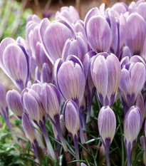 Krókus Striped Bird - Crocus tommasinianus - hľuzy krókusu - 3 ks