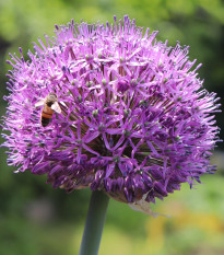 Cesnak Summer Drummer - Allium - cibuľa okrasného cesnaku - 3 ks