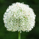 Cesnak White Giant - Allium - cibuľa okrasného cesnaku - 1 ks