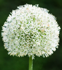 Cesnak White Giant - Allium - cibuľa okrasného cesnaku - 1 ks