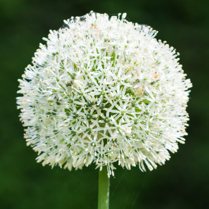 Cesnak White Giant - Allium - cibuľa okrasného cesnaku - 1 ks