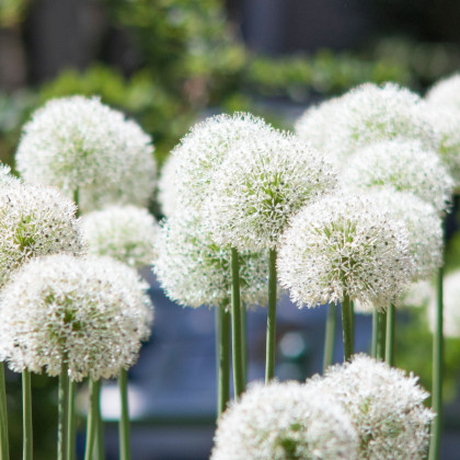 Cesnak White Giant - Allium - cibuľa okrasného cesnaku - 1 ks