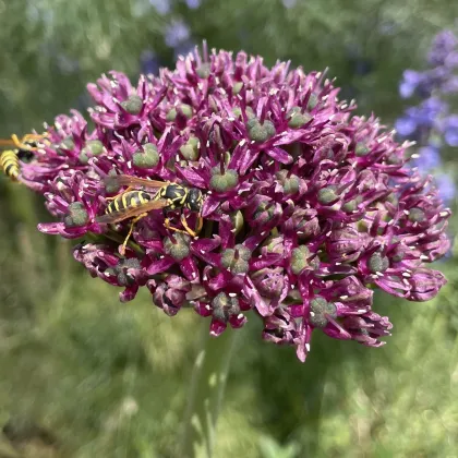 Cesnak Atropurpureum - Allium - cibuľa okrasného cesnaku - 3 ks