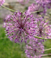 Cesnak Akbulak - Allium - cibuľa okrasného cesnaku - 3 ks