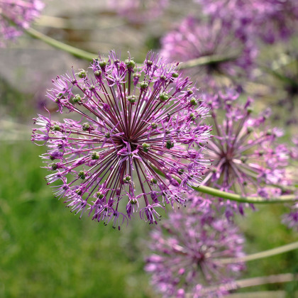 Cesnak Akbulak - Allium - cibuľa okrasného cesnaku - 3 ks