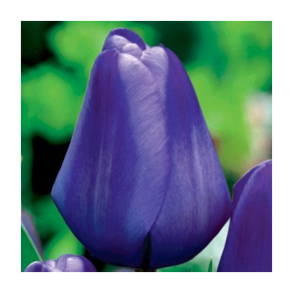 Tulipán Triumph Blue - Tulipa - cibuľa tulipánu - 3 ks