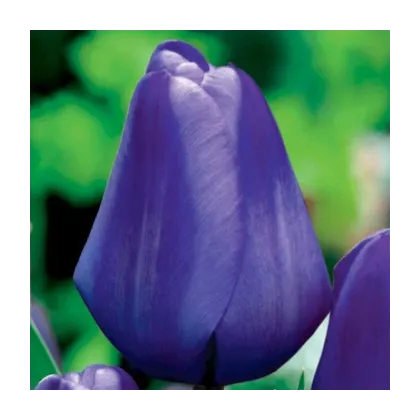 Tulipán Triumph Blue - Tulipa - cibuľa tulipánu - 3 ks