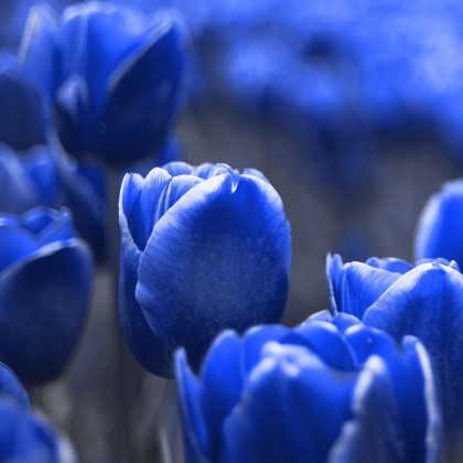 Tulipán Triumph Blue - Tulipa - cibuľa tulipánu - 3 ks