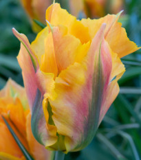 Tulipán Golden Artist - Tulipa - cibuľoviny - 3 ks