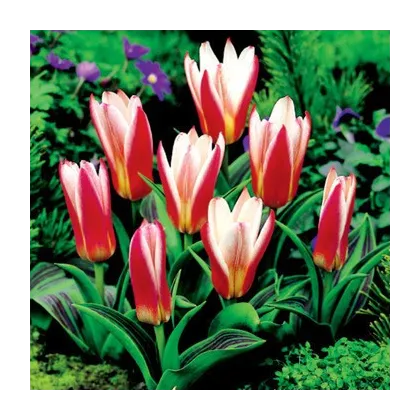 Tulipán Hearts Delight - Tulipa - cibuľa tulipánu - 3 ks