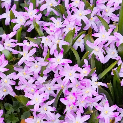 Modravka Pink Giant - Chionodoxa forbesii - cibuľa ladoničky - 5 ks