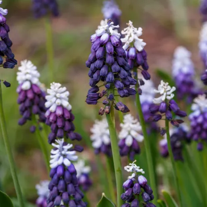 Modrica Grape Ice - Muscari - cibuľa modrice - 5 ks