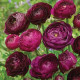 Iskerník plnokvetý Tomer Purple - Ranunculus asiaticus - hľuzy iskerníka - 3 ks