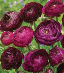 Iskerník Tomer Purple - Ranunculus asiaticus - hľuzy iskerníka - 3 ks