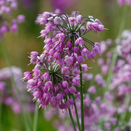 Cesnak previsnutý - Allium cernuum - cibuľa okrasného cesnaku - 3 ks