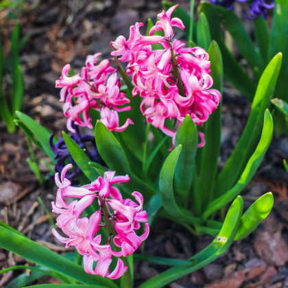 Hyacint mnohokvetý ružový - Hyacinthus - cibuľa hyacintu - 1 ks