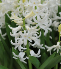 Hyacint mnohokvetý biely - Hyacinthus - cibuľa hyacintu - 1 ks