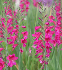 Gladiola obyčajná - Gladiolus byzantinus - hľuzy gladioly - 3 ks