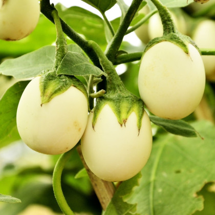 Baklažán vajíčkoplodý Eierbaum - Solanum melongena - semená baklažánu - 20 ks