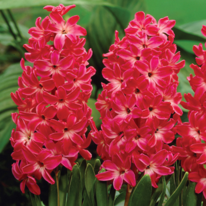 Hyacint Red Glory - Hyacinthus - cibuľa hyacintu - 1 ks