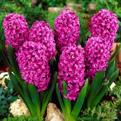 Hyacint Miss Saigon - Hyacinthus - cibuľa hyacintu - 1 ks