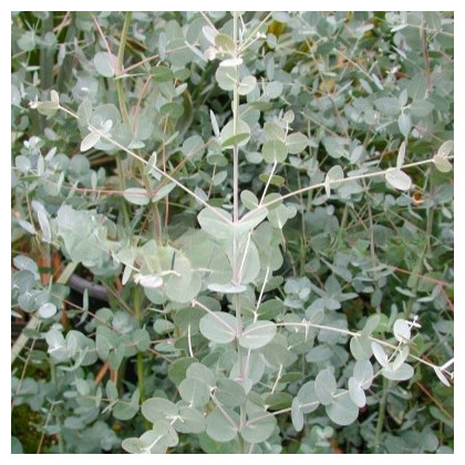 Eukalyptus Gunni - Eucalyptus gunni - semená eukalyptu - 10 ks