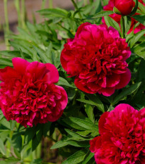 Pivónia lekárska Rubra Plena - Paeonia officinalis - hľuzy pivónie - 1 ks