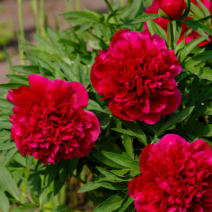 Pivónia lekárska Rubra Plena - Paeonia officinalis - hľuzy pivónie - 1 ks