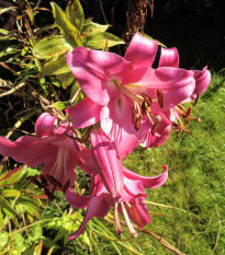 Ľalia Pink Perfection - trubkovitá - Lilium - cibuľoviny - 1 ks