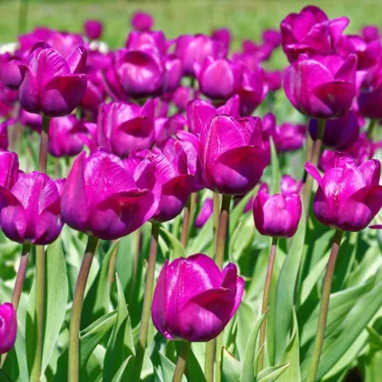 Tulipán Negrita - Tulipa negrita - cibuľoviny - 3 ks