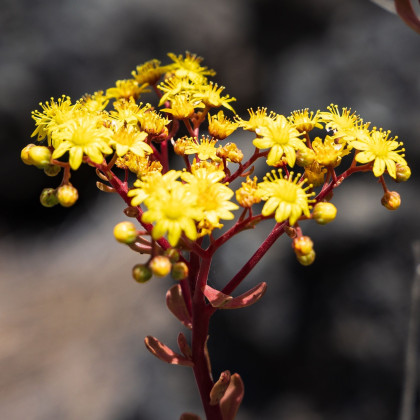 Ružicovka - Aeonium spathulatum - semená ružicovky - 8 ks