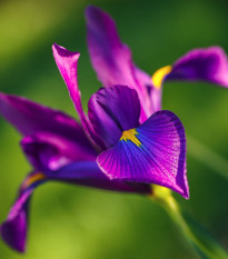 Kosatec holandský Purple Sensation - Iris hollandica - cibuľky kosatca - 3 ks